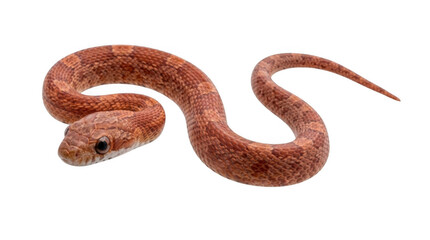 Fototapeta premium Small brown snake with textured skin crawling on the ground isolated on transparent background