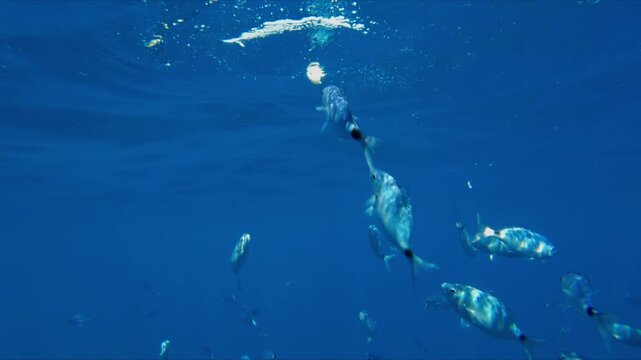 Underwater view of fish school feeding in deep blue sea