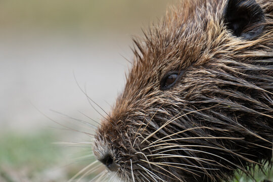 Close-up of a nutria swimming in the water showing wet fur and whiskers