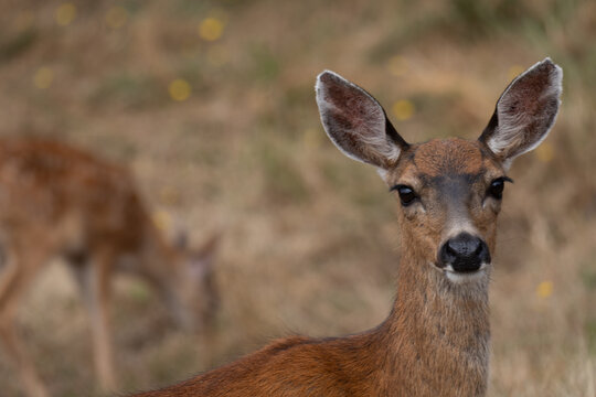 Close-up portrait of a female deer looking toward the camera