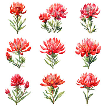 Collection of nine waratah flowers in full bloom on a stark black background