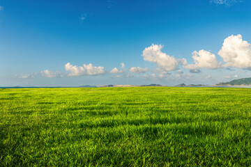 Obraz premium Expansive Green Landscape Under a Clear Blue Sky with Fluffy Clouds