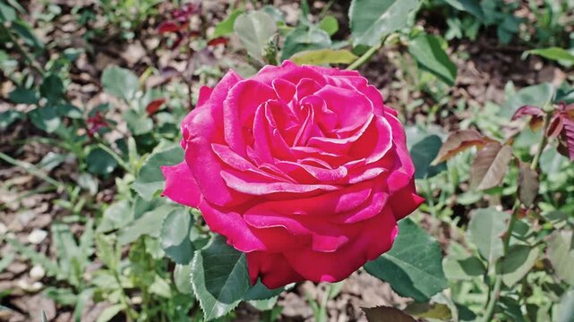 Macro flowering rose plant. Pink exotic flower. Natural flower rose. Flora nature. Bright blooming flower in nature. Rose flower. Flowering nature closeup. Gentle blossoms