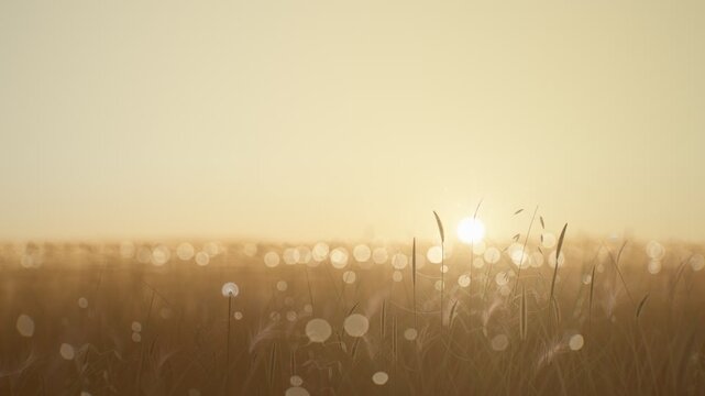 Golden Hour Backlit Meadow Grass Sun Flare Seamless Loop