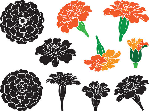 Marigold flower vector set with orange and black floral silhouettes
