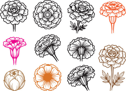 Marigold flower vector line art set, hand drawn floral botanical sketches collection