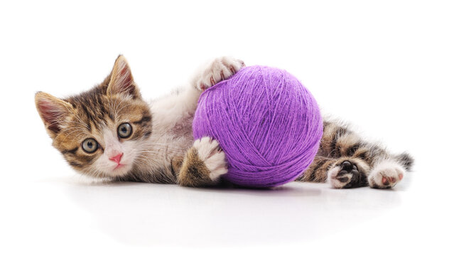 Little tabby kitten playing with purple ball of yarn.