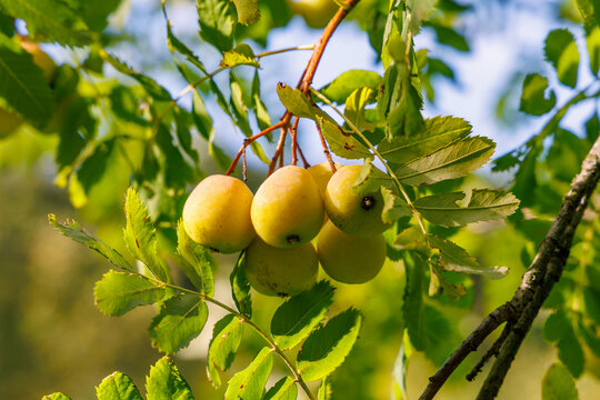Ripe yellow service tree fruits (Sorbus domestica) hanging on a branch with green leaves in warm sunlight, rare wild fruit tree in Germany, late summer nature close-up