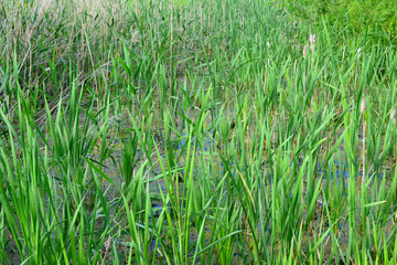 Tall Green reed Grass in the swamp area, close up © Irina