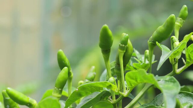 Close-up of Green Chili Pepper Growing on Plant, Fresh Green Chili on the Vine Outdoors	