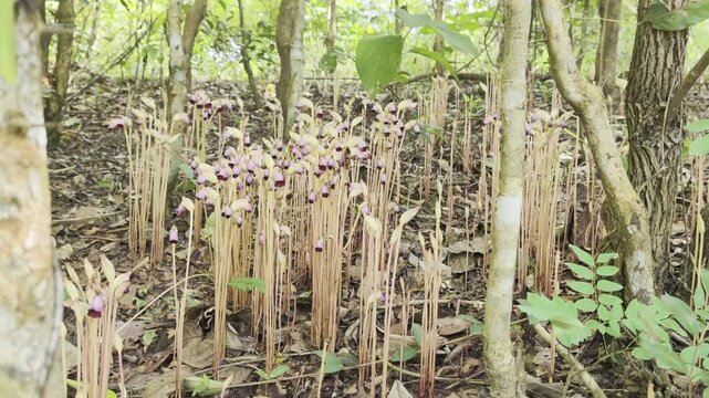 Aeginetia indica Roxb is a small, leafless, parasitic plant.