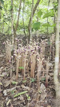 Aeginetia indica Roxb is a small, leafless, parasitic plant.