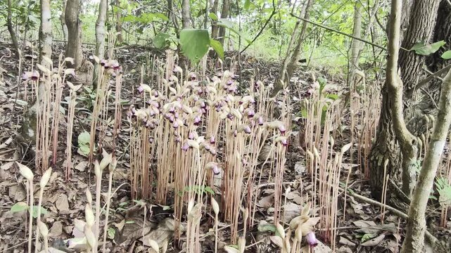 Aeginetia indica Roxb is a small, leafless, parasitic plant.