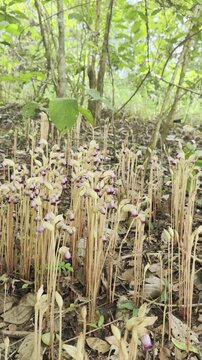 Aeginetia indica Roxb is a small, leafless, parasitic plant.