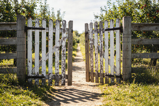 White wooden gate standing open on a dirt path flanked by gray fences