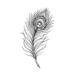 Detailed hand drawn peacock feather engraving style vector illustration perfect for elegant patterns vintage branding exotic animal design and luxury packaging. © Shadii