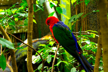 bird, parrot (Eclectus roratus), burung nuri sitting on the pal tree trunk. Beautiful parrot on green tree in nature habitat. © faiz