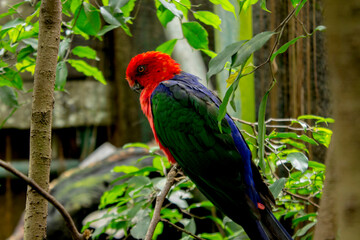 bird, parrot (Eclectus roratus), burung nuri sitting on the pal tree trunk. Beautiful parrot on green tree in nature habitat. © faiz
