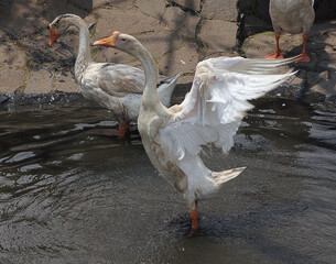 The image shows domestic geese (likely a breed such as Chinese geese, recognizable by the distinct knob on the upper bill) standing and stretching their wings in shallow water. © jason