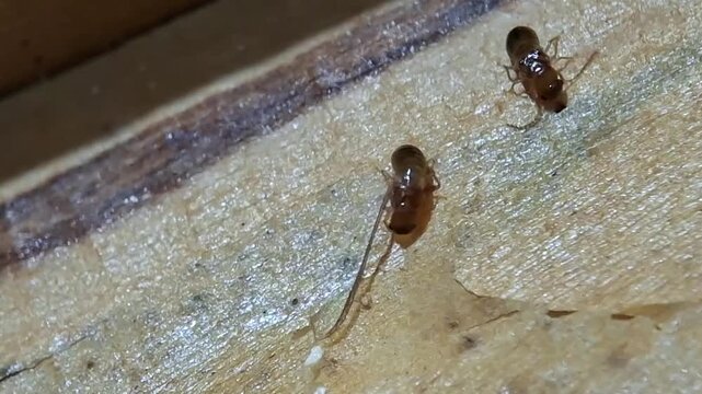 A winged termite is gnawing at the surface of dry wood, Reproductive alate. Cryptotermes cynocephalus