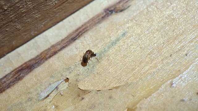 A winged termite is gnawing at the surface of dry wood, Reproductive alate. Cryptotermes cynocephalus