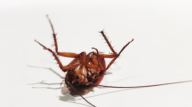 A cockroach lies on its back, moving against a white background, this closeup view captures the insect's natural behavior, pest infestation, movement.