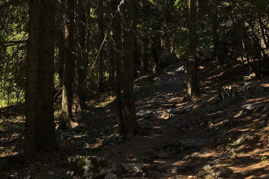 Hiking track through the forest at Fadensattel on Schneeberg at Puchberg am Schneeberg in Lower Austria,Austria,Europe
