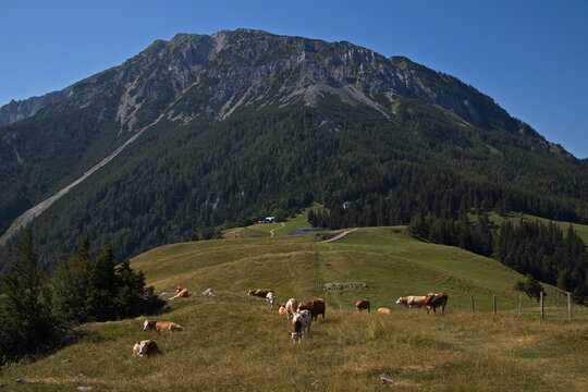 Cattle at the hiking track over Fadensattel at Puchberg am Schneeberg in Lower Austria,Austria,Europe
