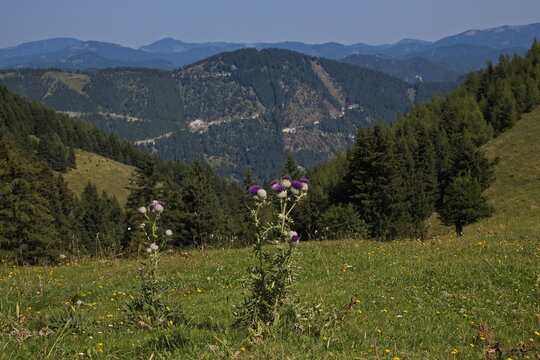Thistle at the hiking track over Fadensattel on Schneeberg at Puchberg am Schneeberg in Lower Austria,Austria,Europe
