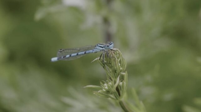 A vibrant blue damselfly resting on a green plant stem
