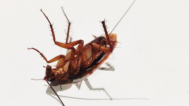 A cockroach lies on its back, moving against a white background, this closeup view captures the insect's natural behavior, pest infestation, movement.