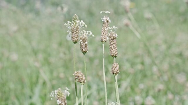 Wildflower ribleaf flower. Flowering nature closeup. Macro of flowering ribleaf plant. Field ribleaf flower. Natural flower plant. Flora nature. Bright blooming flower in nature