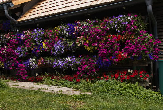 Blooming flowers on a house on B&uuml;rgeralpe over Mariazell in Styria,Austria,Europe
