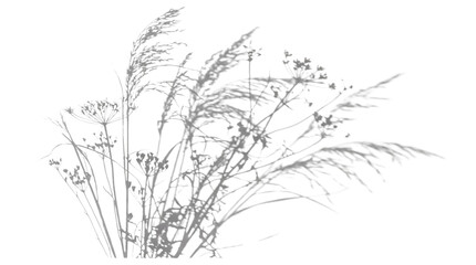 Fototapeta premium Dried ornamental grasses cluster isolated graphic element