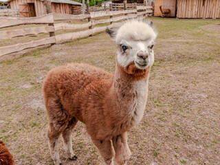 Obraz premium Young alpaca with white head in a grassy farm pen