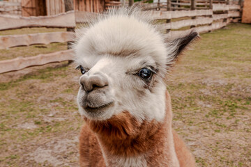 Obraz premium Macro portrait of an alpaca face in a wooden enclosure