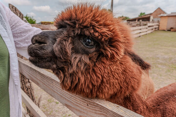 Obraz premium Close up of a brown alpaca face at a farm fence