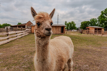 Obraz premium Friendly alpaca portrait on a rural farm during a cloudy day