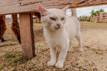 Obraz premium White cat standing near a wooden fence at a livestock farm