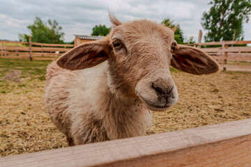Curious fluffy sheep looking over wooden fence at farm © Majul PavL