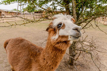 Obraz premium Cute brown alpaca looking past a tree at the farm