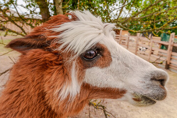 Obraz premium Close up portrait of a brown and white alpaca head
