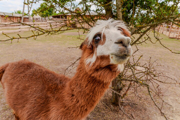 Obraz premium Cute brown alpaca looking curious near wooden fence at farm