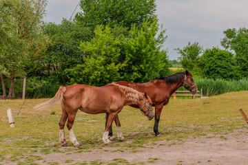 Two horses grazing in a grassy field with brown horses © Majul PavL
