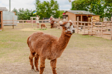 Obraz premium Cute alpaca standing in an open farm enclosure with creature