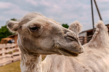 Close up profile portrait of a camel on a farm with portrait © Majul PavL