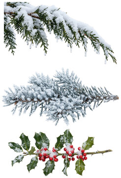 A festive collection of snowy evergreen branches featuring holly with red berries, blue spruce, and cedar sprigs.
