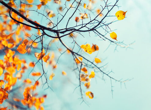 Autumn leaves on the branches against the background of the blue sky. Very shallow focus. Colorful foliage in the autumn forest. Excellent background on autumn theme.
