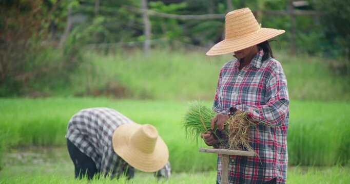 Women farmers in straw hats bend to transplant rice seedlings by hand in a flooded paddy field in rural Thailand.
