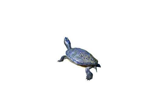 turtle Isolated on transparent background 